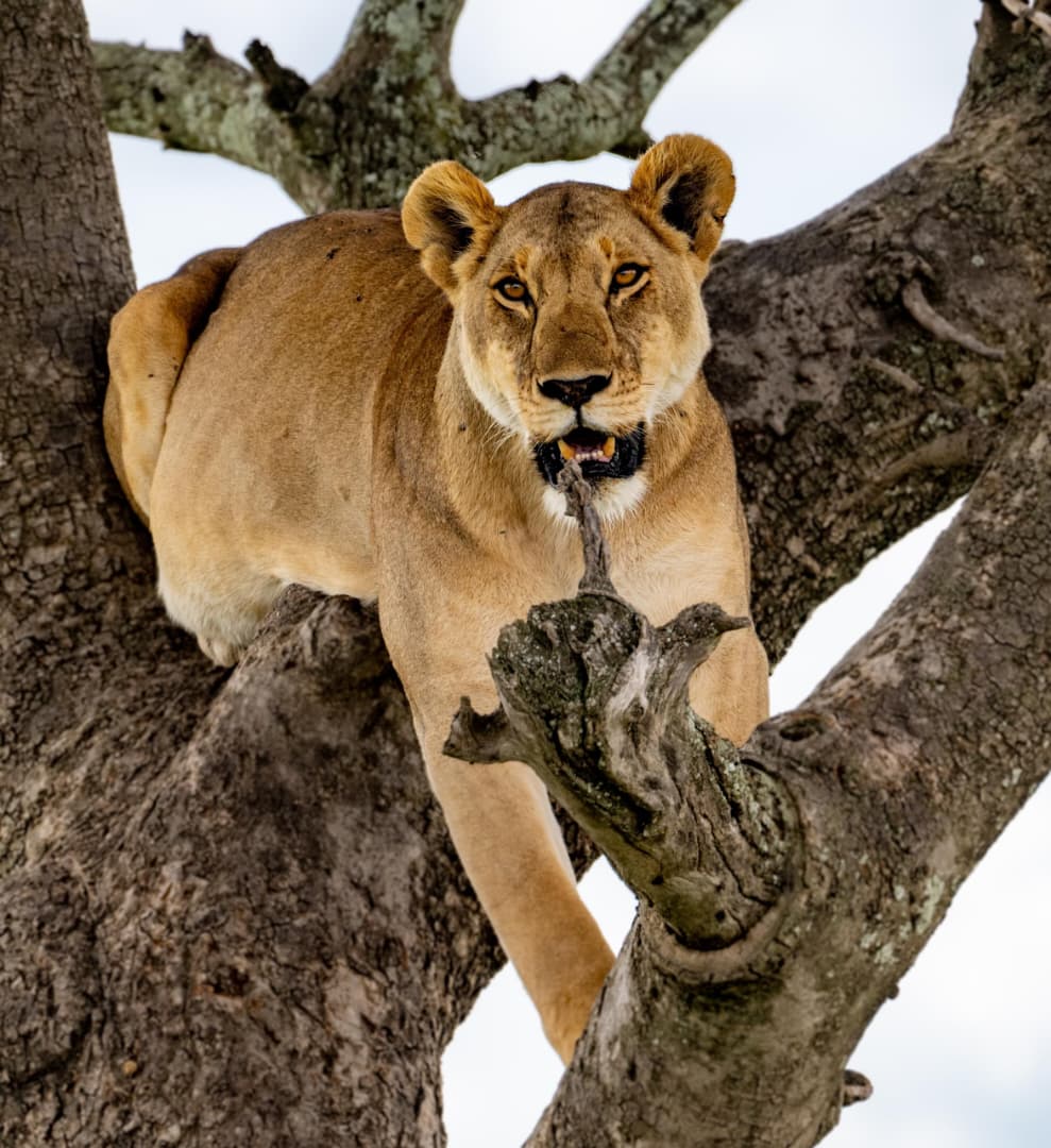 Private Tanzania safari tour with Best Choice Tanzania Safari