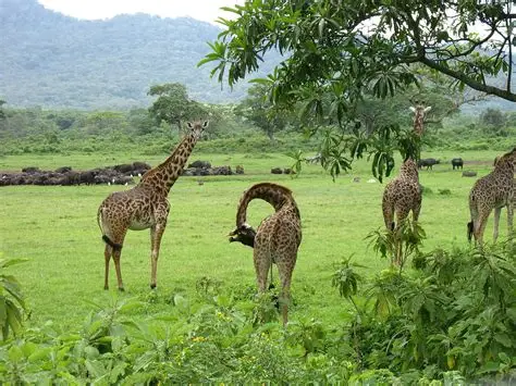 3 Days Serengeti & Ngorongoro Safari